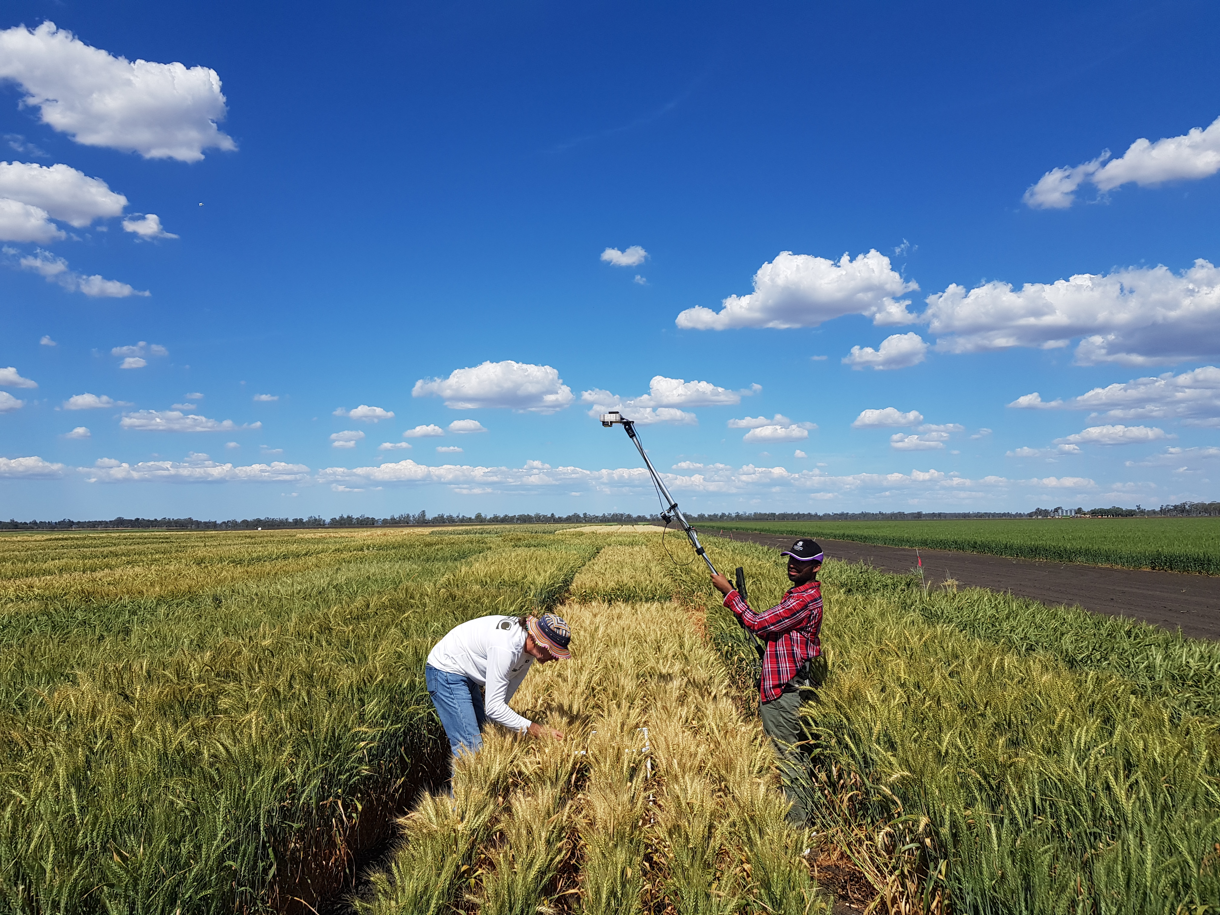 Literal Phenotyping Devices